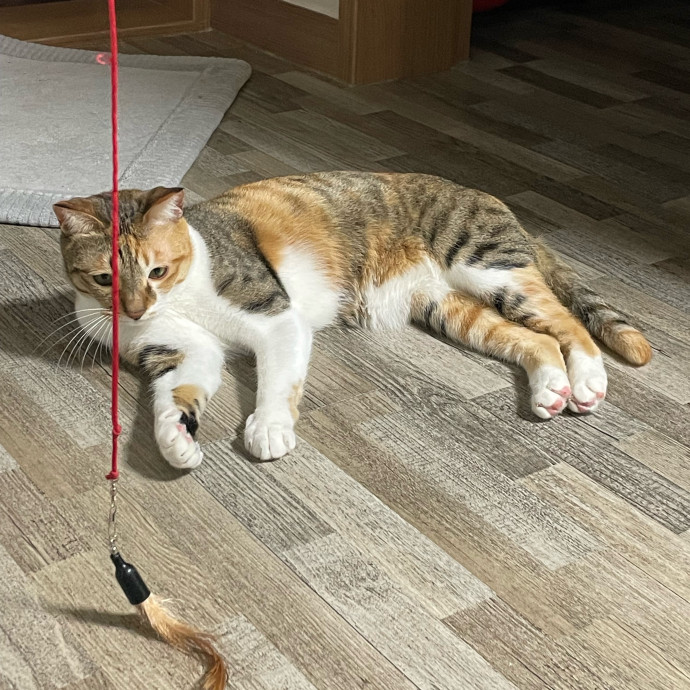 Meowgical Moments Five-Star Care