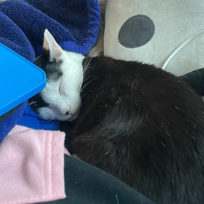 Meowgical Moments Five-Star Care