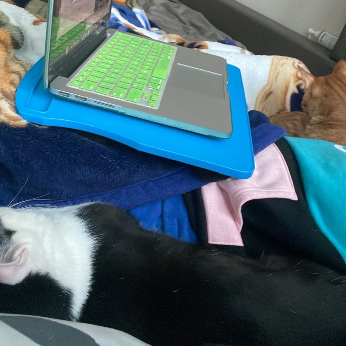 Meowgical Moments Five-Star Care