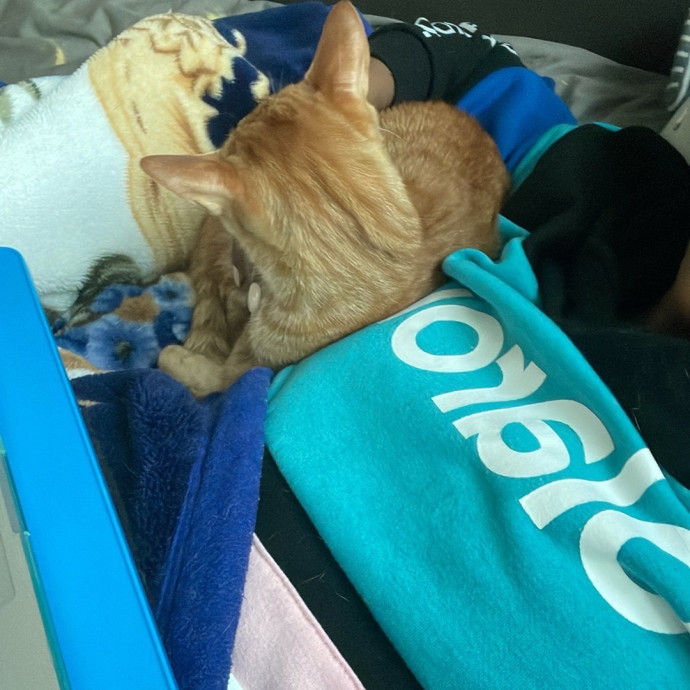 Meowgical Moments Five-Star Care