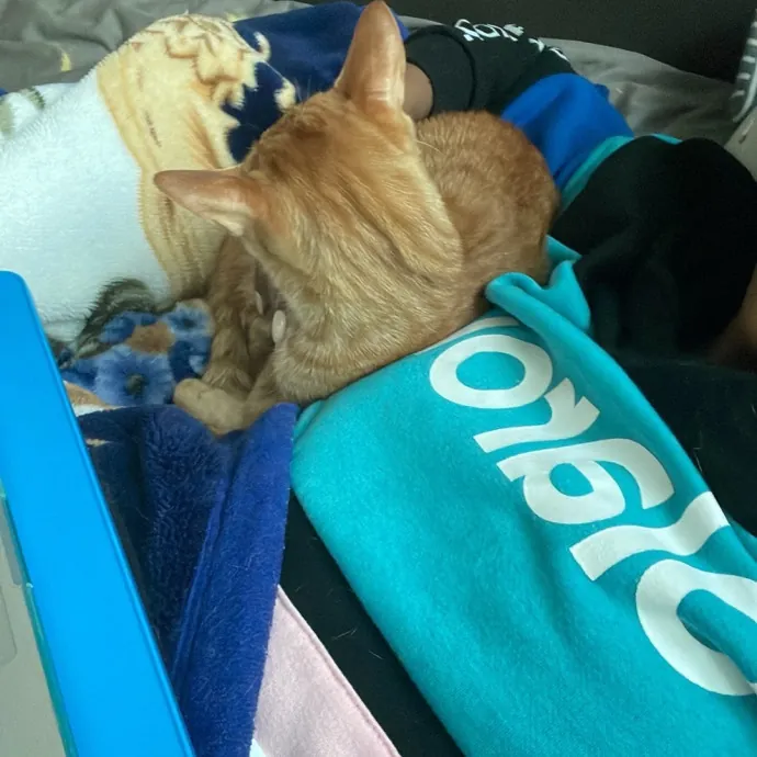 Meowgical Moments Five-Star Care