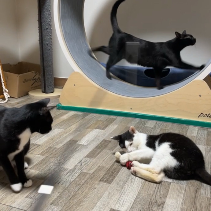 Meowgical Moments Five-Star Care