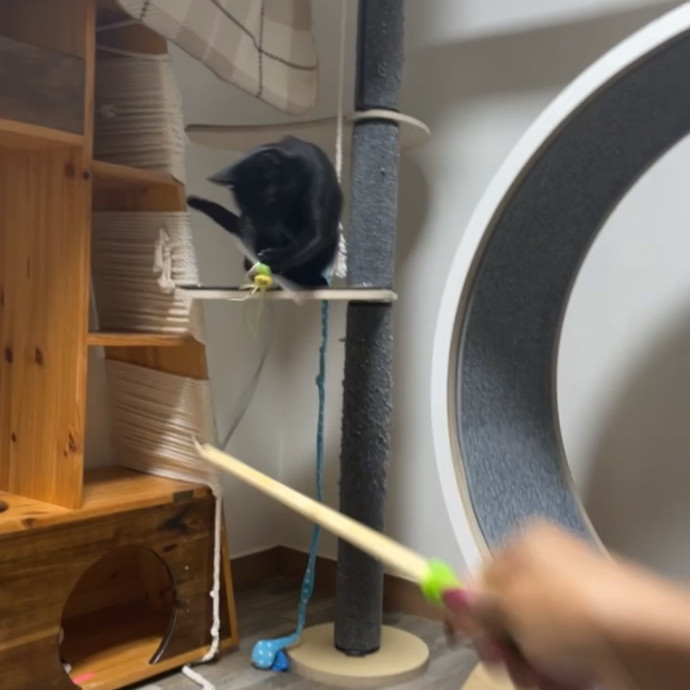 Meowgical Moments Five-Star Care