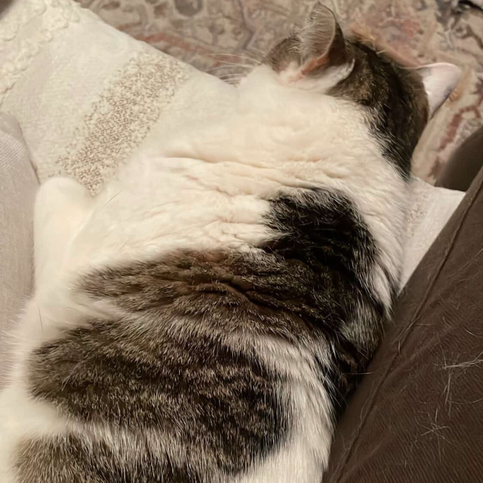 Meowgical Moments Five-Star Care
