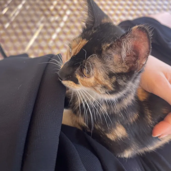 Your Cat's Calm  Caring New Friend