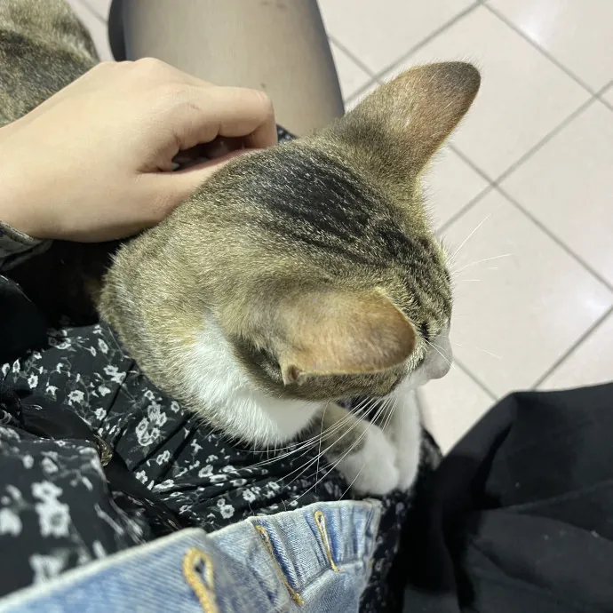 Your Cat's Calm  Caring New Friend