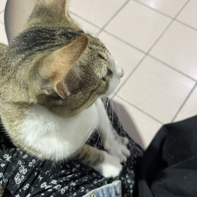 Your Cat's Calm  Caring New Friend