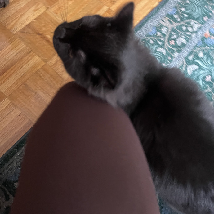 Your Cat's Calm  Caring New Friend