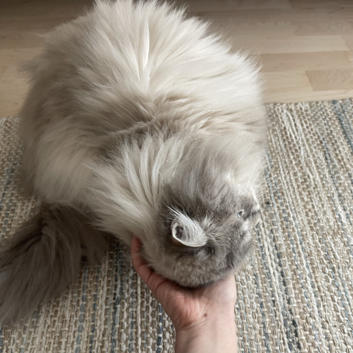 Your Cat's Calm  Caring New Friend