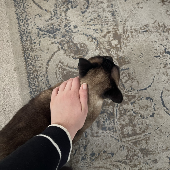 Your Cat's Calm  Caring New Friend