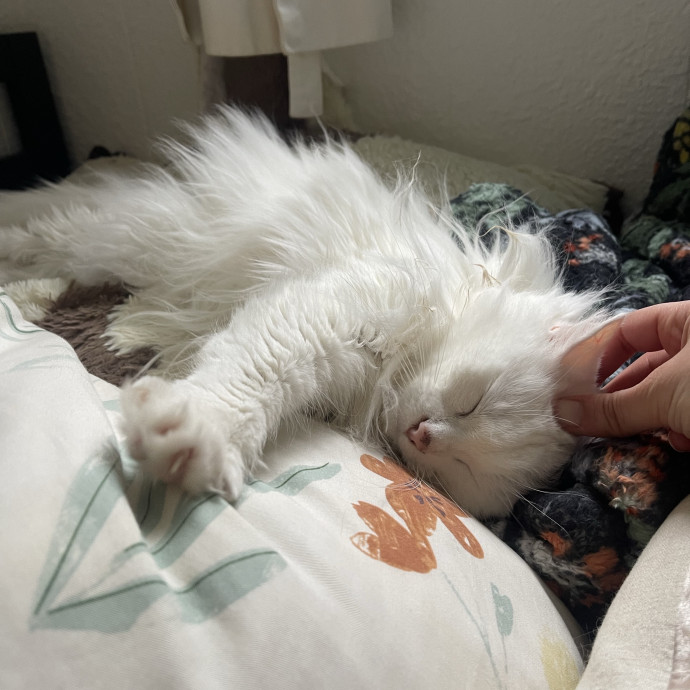 Your Cat's Calm  Caring New Friend