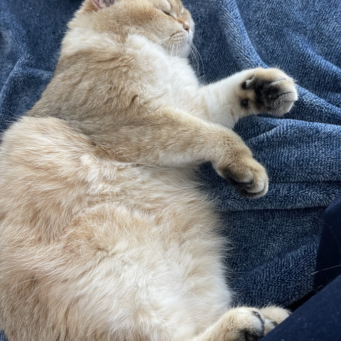Your Cat's Calm  Caring New Friend