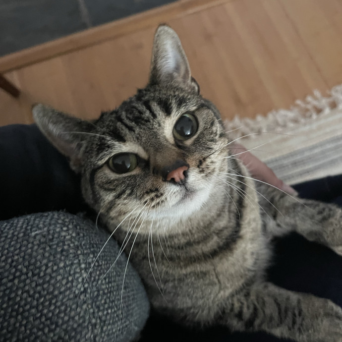 Your Cat's Calm  Caring New Friend