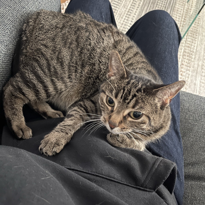 Your Cat's Calm  Caring New Friend