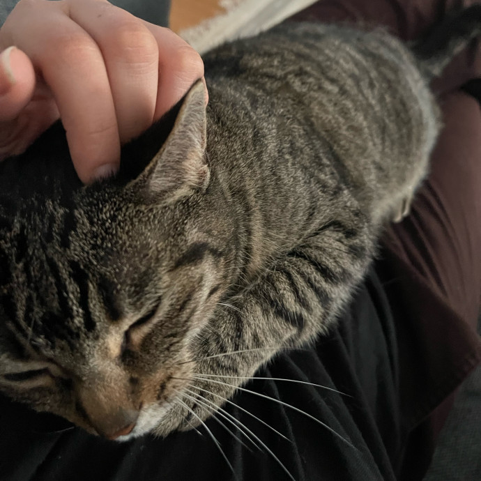 Your Cat's Calm  Caring New Friend