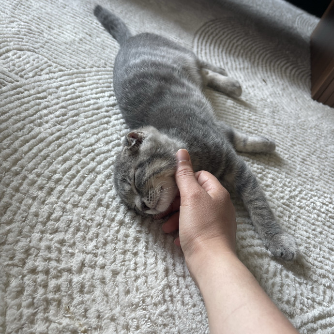Your Cat's Calm  Caring New Friend photo 2