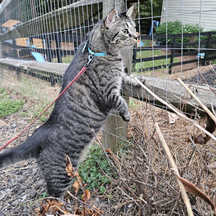Your Neighborhood Cat Dad photo 3