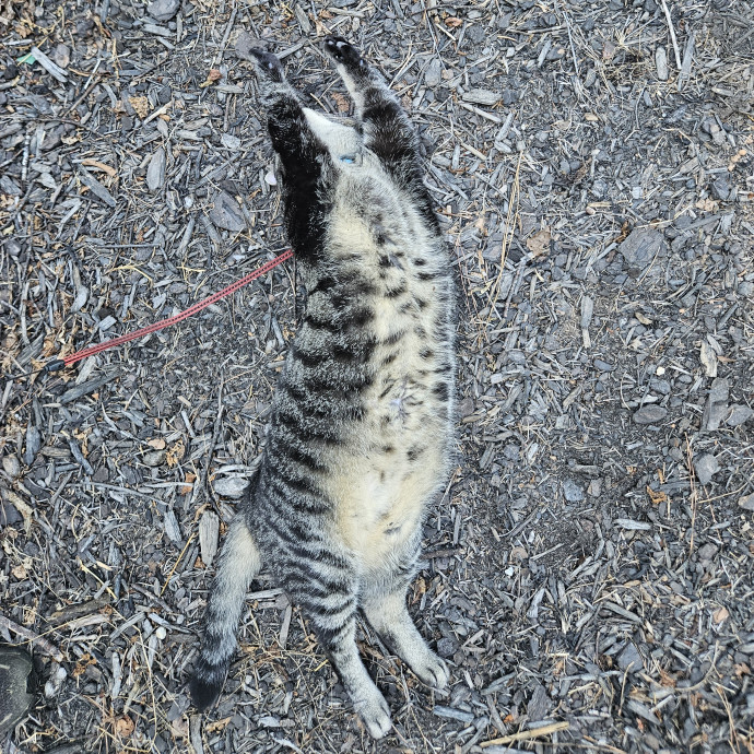 Your Neighborhood Cat Dad photo 2