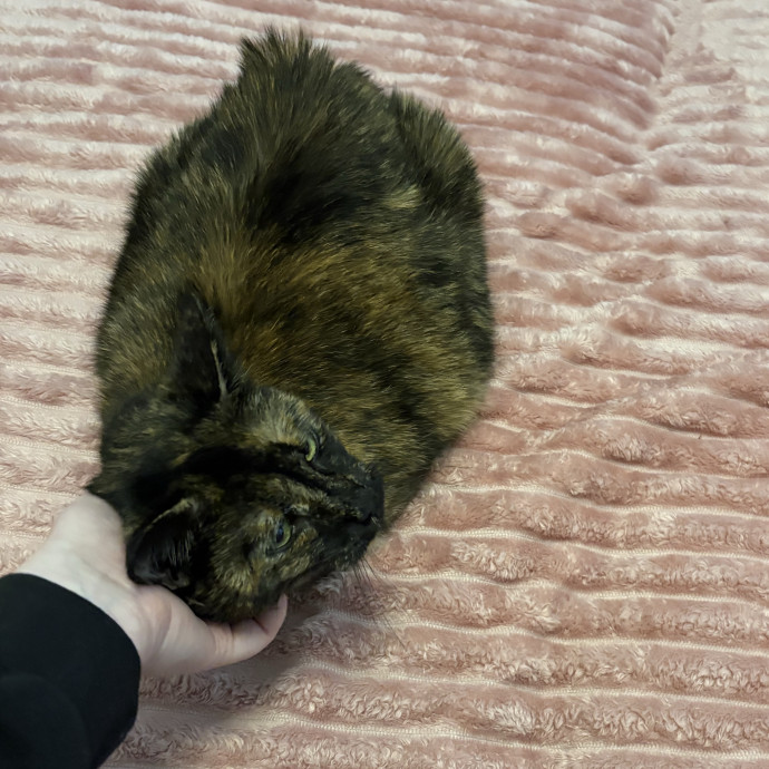 Tori's Total Cat Care photo 3