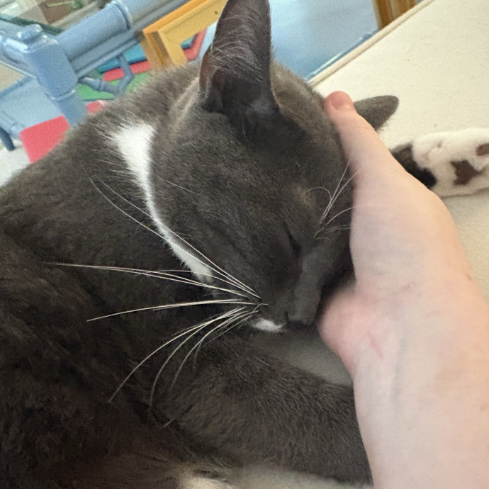 Tori's Total Cat Care photo 3