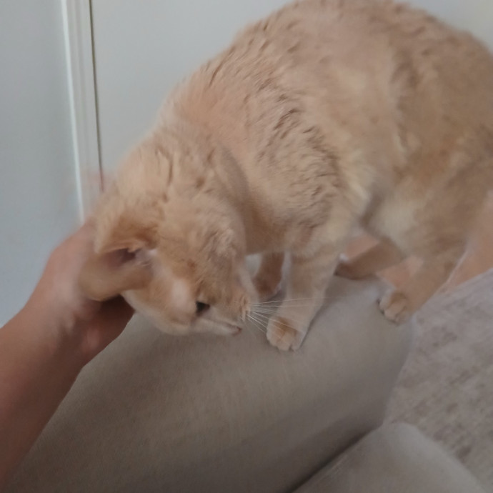Ready To Love On Your Furry Friends