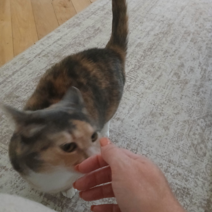 Ready To Love On Your Furry Friends