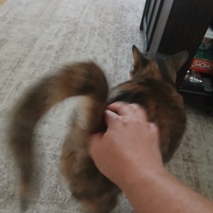 Ready To Love On Your Furry Friends