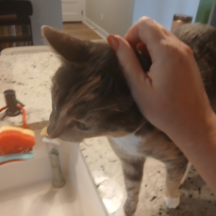 Ready To Love On Your Furry Friends