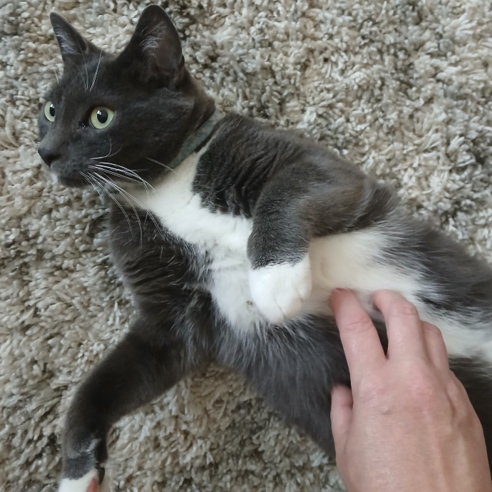 Ready To Love On Your Furry Friends