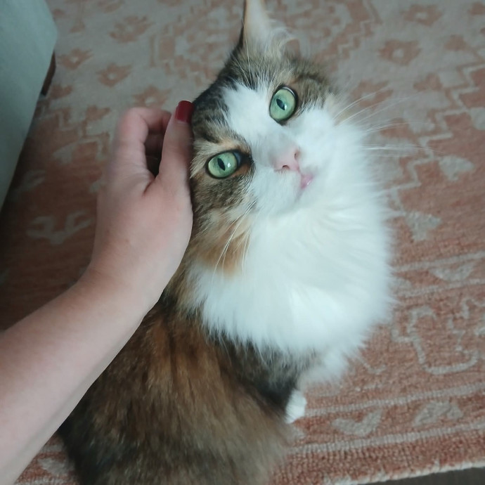 Ready To Love On Your Furry Friends