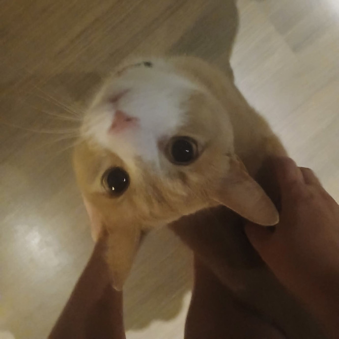 Ready To Love On Your Furry Friends