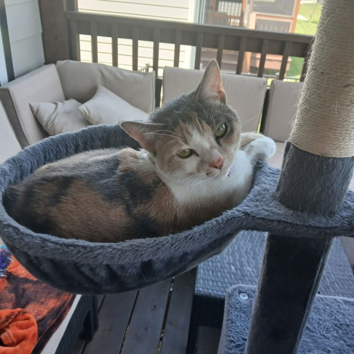 Ready To Love On Your Furry Friends