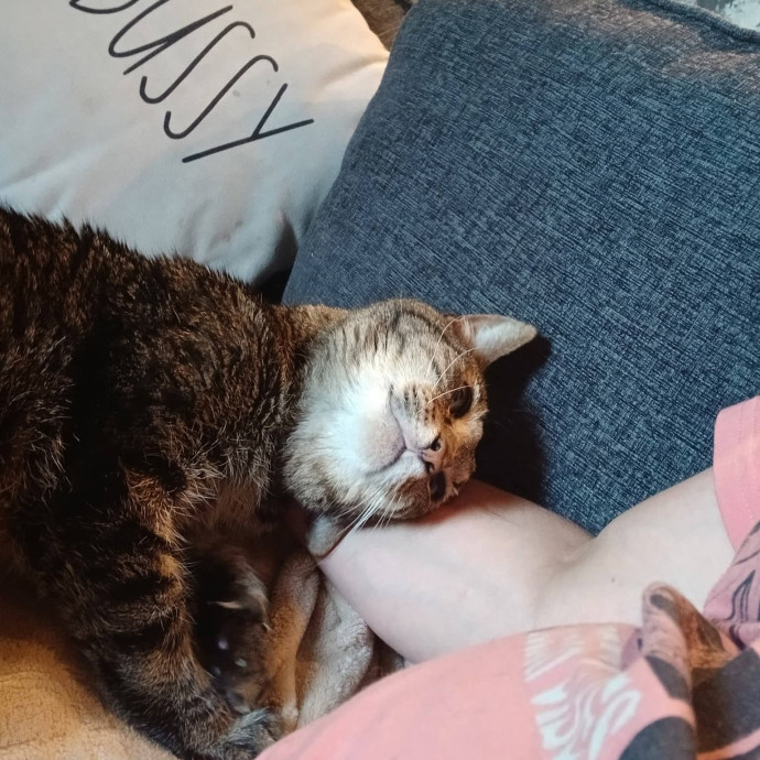 Ready To Love On Your Furry Friends