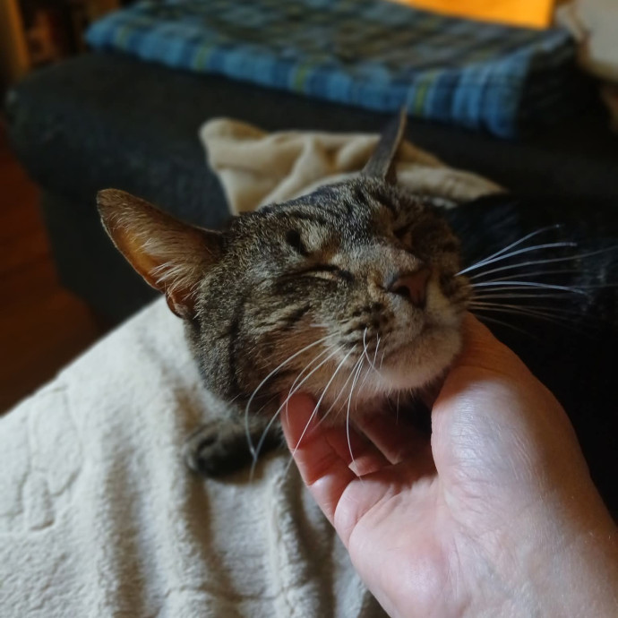 Ready To Love On Your Furry Friends