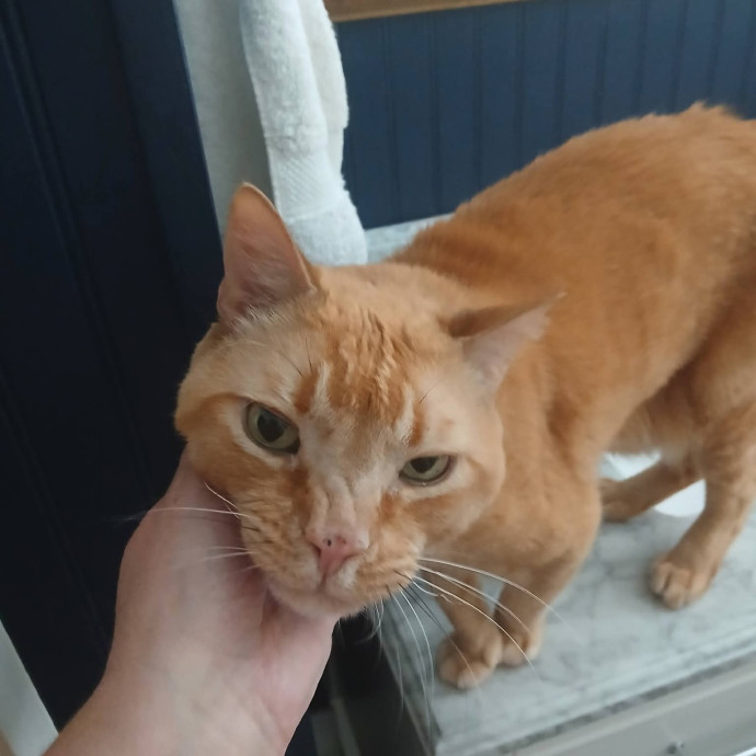 Ready To Love On Your Furry Friends