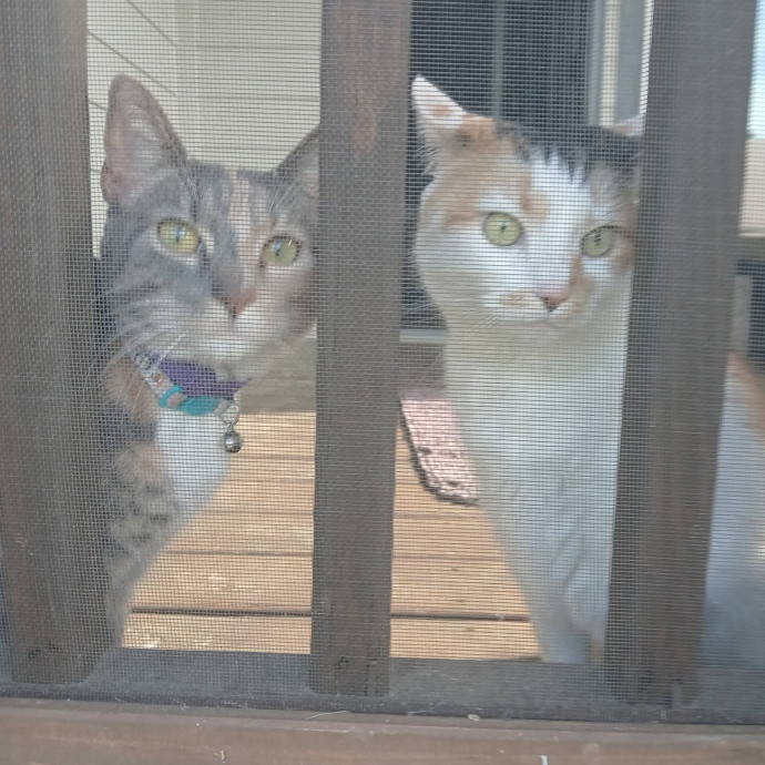 Ready To Love On Your Furry Friends photo 3