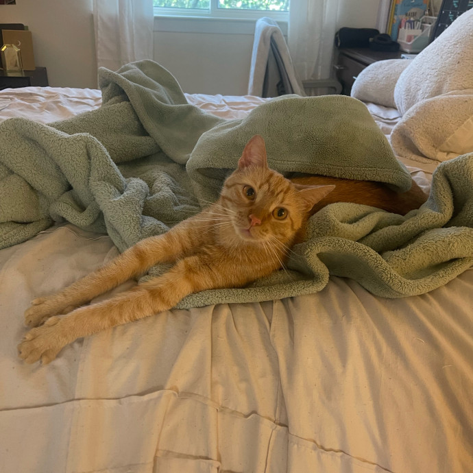 Paws-Itively Great Cat Sitting For You