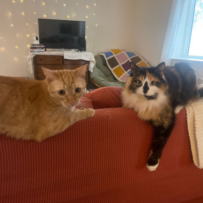 Paws-Itively Great Cat Sitting For You