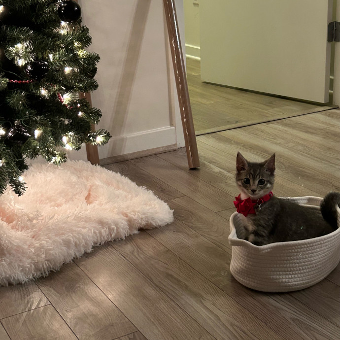 Nova Cool Cat Care