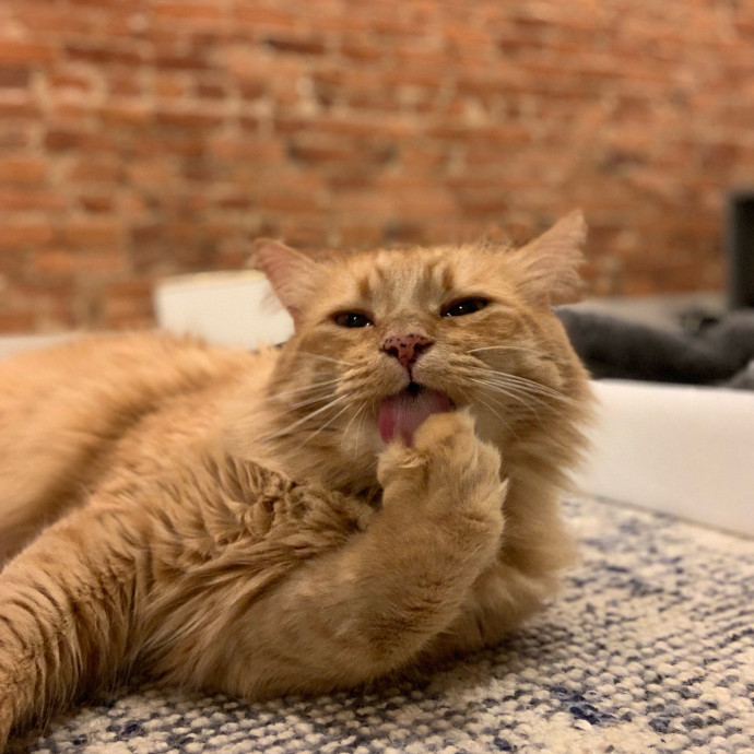 Nova Cool Cat Care