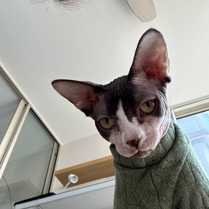 Nova Cool Cat Care