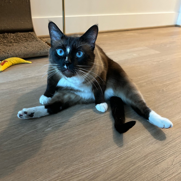 Nova Cool Cat Care photo 3
