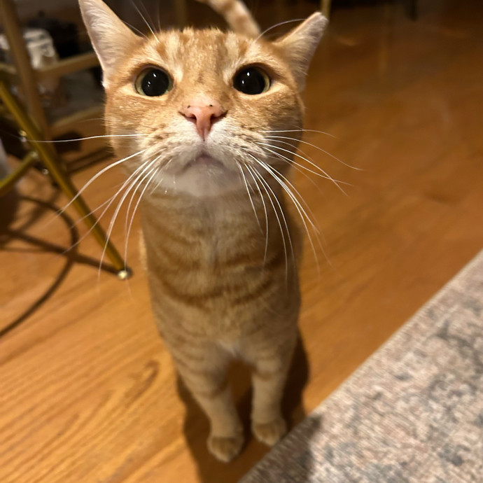 Nova Cool Cat Care photo 2