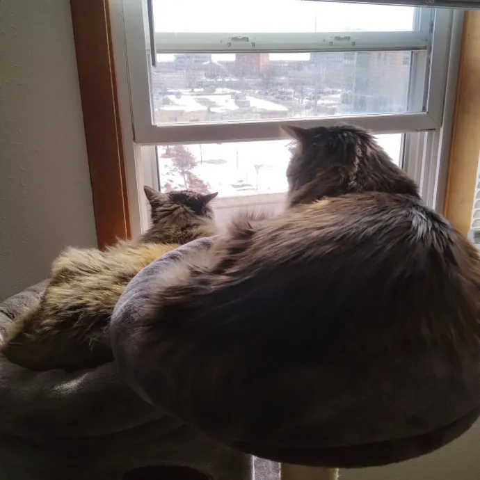 Pawsitive Pet Sitting By Dani