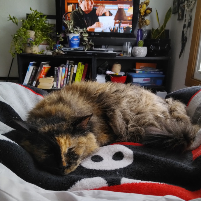 Pawsitive Pet Sitting By Dani
