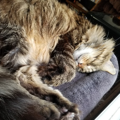 Pawsitive Pet Sitting By Dani