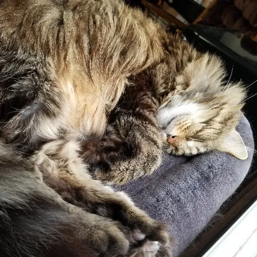 Pawsitive Pet Sitting By Dani