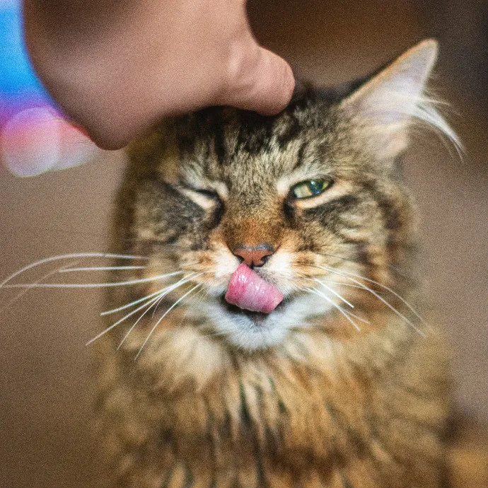 Pawsitive Pet Sitting By Dani