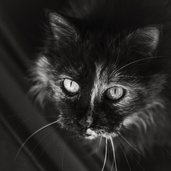 Pawsitive Pet Sitting By Dani