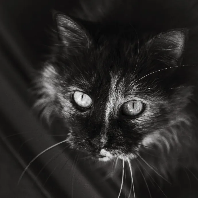 Pawsitive Pet Sitting By Dani